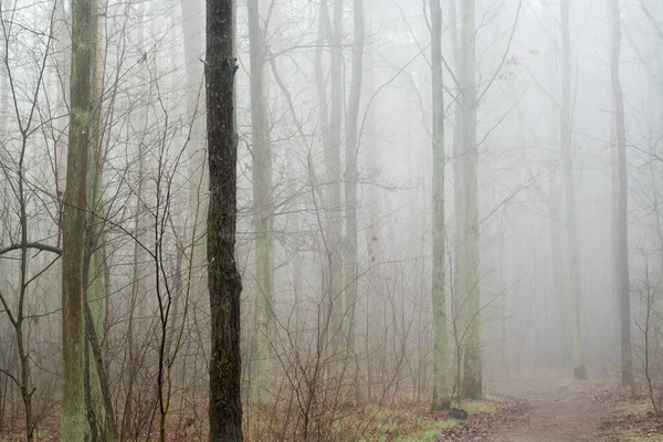 Tölgyfák Ködös Erdő Közeliben — Stock Fotó