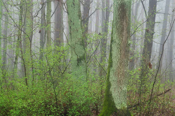 Bosque Robles Primavera Día Brumoso Mañana — Foto de Stock