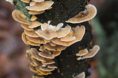 Trametes ağaç üzerine versicolor polypore mushrum seçici odak