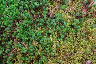 Farklı türler yosun tutar. Seçici odak noktası