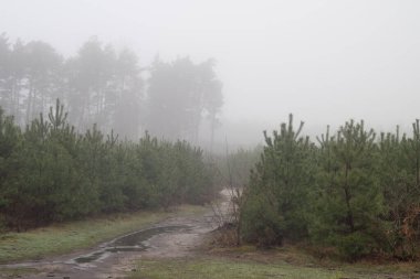 Polonya 'nın çam ormanlarında sisli bir sabah