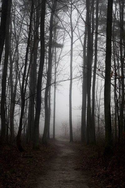 Sentiero Nella Foresta Mattino Buio Nebbioso — Foto Stock