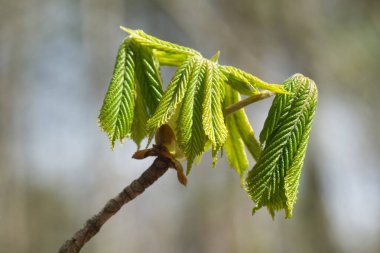 Aesculus hipocastanum, at kestanesi ilkbahar yeşil yapraklar yakın çekim seçici odaklanma