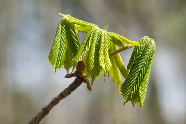 Aesculus Hipocastanum Kestanesi Ilkbahar Yeşil Yapraklar Yakın Çekim Seçici Odaklanma — Stok fotoğraf