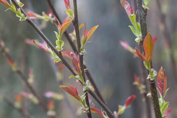 Kuş Vişneli Prunus Padus Bahar Tomurcukları Yakın Çekim Seçici Odaklanma — Stok fotoğraf