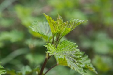 Isırgan otu yaprakları seçici odaklanma için yakın plan