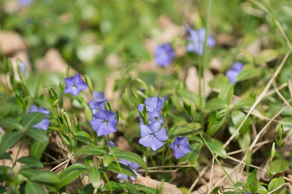 Vinca Minor Lesser Periwinkle Flowers Forest Closeup — Stock Photo, Image