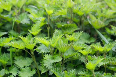 Isırgan otu yaprakları seçici odaklanma için yakın plan