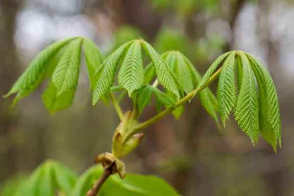 Aesculus Hippocastanum Horse Chestnut Spring Green Leaves Close Seup Selective — стоковое фото