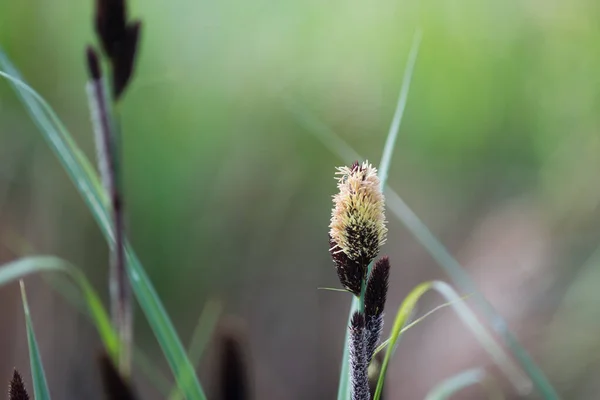 Primavera Menor Lagoa Sedge Carex Acutiformis Flores Close Foco Seletivo — Fotografia de Stock