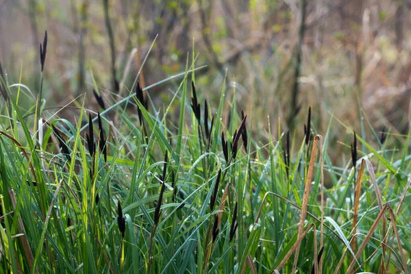 Wiosna Mniejszy Staw Osad Carex Acutiformis Kwiaty Zbliżenie Selektywne Ostrość — Zdjęcie stockowe