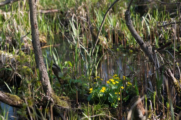 毛茸茸的森林中的石灰黄花 沼泽般的黄花 有选择的焦点 — 图库照片
