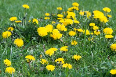Bahar sarısı karahindiba çiçekleri seçici odak noktalarını kapatır