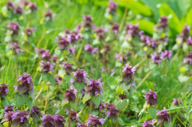 Lamium purpureum, (kırmızı ölü ısırgan otu) çayırlardaki çiçekler seçici odak noktasını kapatır