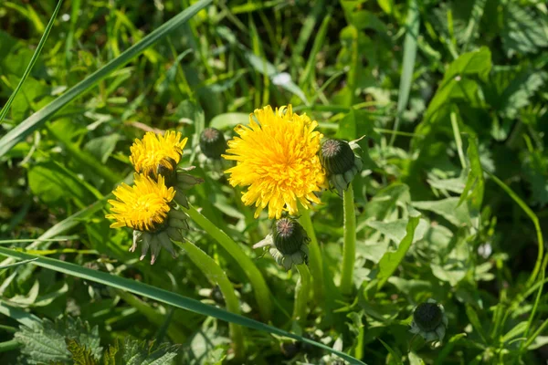 Frühling Gelb Löwenzahn Blüten Nahaufnahme Selektiver Fokus — Stockfoto