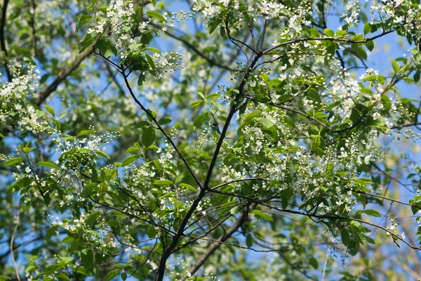 Prunus Padus Třešeň Hackberry Jarní Květiny Větvích Selektivní Zaměření — Stock fotografie