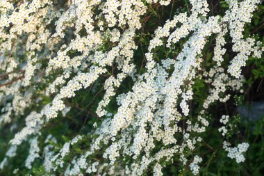Spiraea thunbergii, Thunberg 'in çayır çiçeği beyaz bahar çiçekleri seçici odak noktası