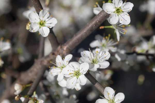 Prunus Spinosa Blackthorn Sloe White Spring Flowers Closeup Selective Focus — Stock Photo, Image