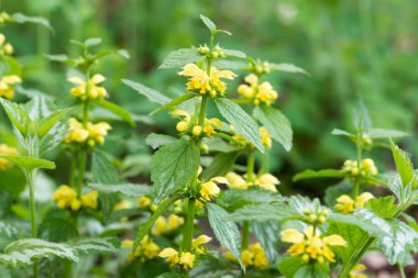 Lamium galeobdolon, sarı başmelek bahar çiçekleri seçici odak noktalarını kapatın