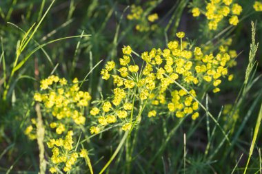 Euphorbia cyparissias, selvi spurge bahar çiçeği yakın çekim seçici odak
