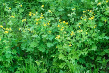 Chelidonium majus, daha büyük celandine ilkbahar sarı çiçekleri