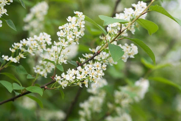 Prunus Padus Kuş Kirazı Böğürtlenli Bahar Çiçekleri Dallara Yakın Seçici — Stok fotoğraf