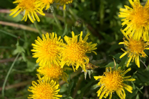 Primavera Amarelo Dandelion Flores Closeup Foco Seletivo — Fotografia de Stock