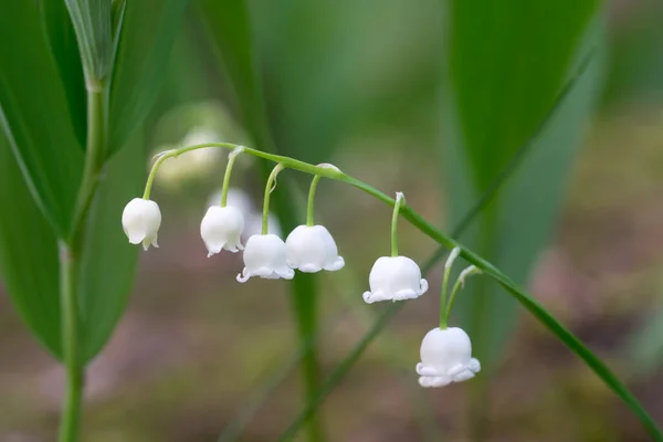 Vadideki Zambak Convallaria Majalis Ilkbahar Beyaz Çiçekler Makro Seçici Odak — Stok fotoğraf