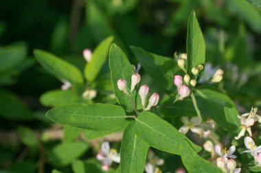 Lonicera xylosteum, hanımeli beyaz çiçekler yakın plan seçici odak