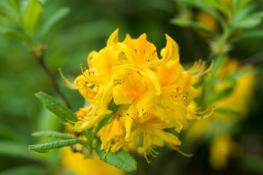 Rhododendron luteum, sarı hanımeli açelya ilkbahar çiçekleri yakın plan seçici odak