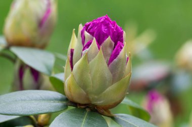 Rhododendron katawbiense, Catawba Rosebay bahar çiçeği yakın plan seçici odak