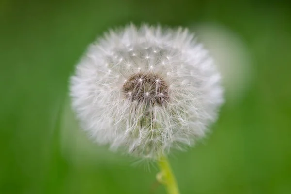 Morbido Dente Leone Testa Seme Primavera Verde Prato Sfondo Primo — Foto Stock