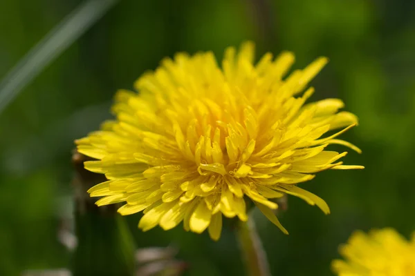 Vår Gul Maskros Blommor Närbild Selektiv Fokus — Stockfoto