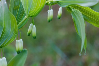 Polygonatum odoratum, kokulu Süleyman 'ın dalını ormandaki çiçeklerle yakın plan seçici odak noktası