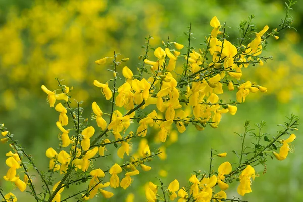 Cytisus scoparius, sarı çiçekli süpürge çalısı. Seçici odaklanma.