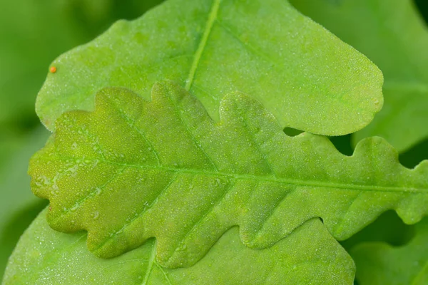 Молодые Листья Зеленого Дуба Капли Воды Крупным Планом Селективного Фокуса — стоковое фото