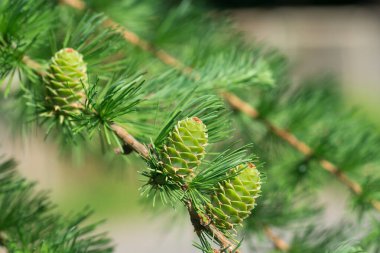 Larix desidua pendula yeşil koni dalları kapalı seçici odaklanma