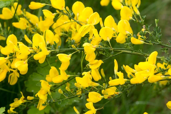 Cytisus Scoparius Arbusto Escoba Común Con Flores Amarillas Enfoque Selectivo — Foto de Stock