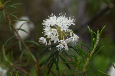 Rododendron tomentosum, Bataklık Labrador çayı beyaz çiçek seçici odak noktası