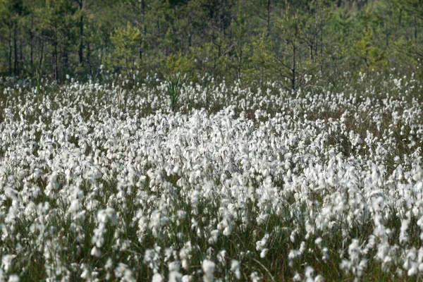 Kvetoucí Běžná Bavlníková Tráva Eriophorum Angustifolium Vlhké Lesní Louce — Stock fotografie