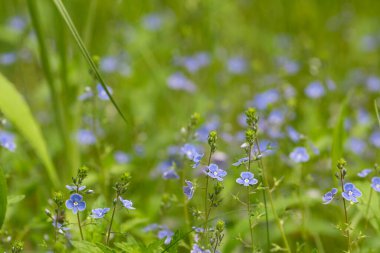 Veronica Chamaedrys, Alman hız kuyusu mavi çiçekleri bahar çayırında yakın plan seçici odak