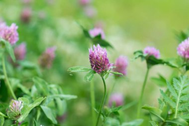 Trifolium pratense, çayırda kırmızı yonca çiçeği yakın plan seçici odak