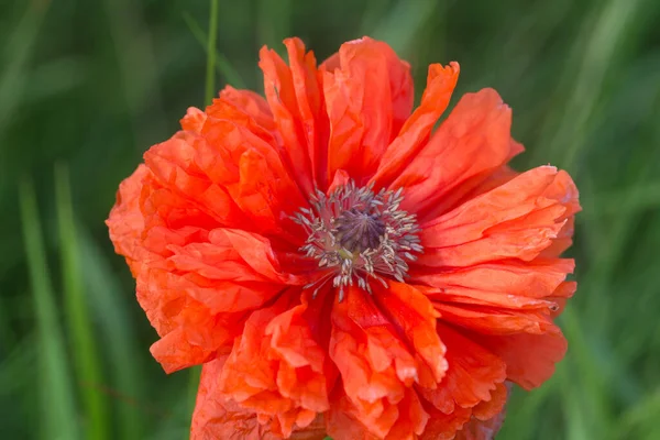 Papaver Orientale Orientální Mák Jeden Květ Detailní Selektivní Zaměření — Stock fotografie