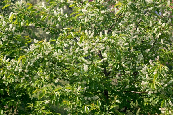 Çiçek açan bahar buğulaması, kuş kirazı.