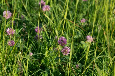 Trifolium pratense, çayırda kırmızı yonca çiçeği yakın plan seçici odak
