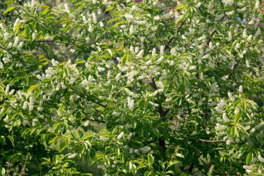 Çiçek açan bahar buğulaması, kuş kirazı.