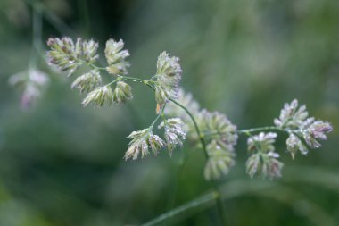 Çiy damlalarıyla kaplanmış çimen çiçeği seçici odak noktası