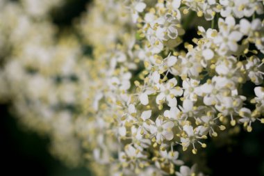 Sambucus Nigra, Mürver beyaz çiçekleri seçici odak noktası