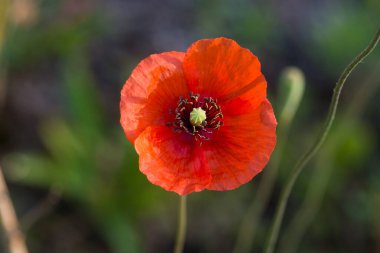 Papaver rhoeas, otlakta yaygın haşhaş çiçeği yakın plan seçici odak