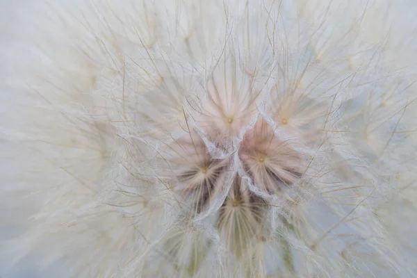 Tragopogon Pratensis Луговой Бороды Козы Пушистый Семенной Макр — стоковое фото